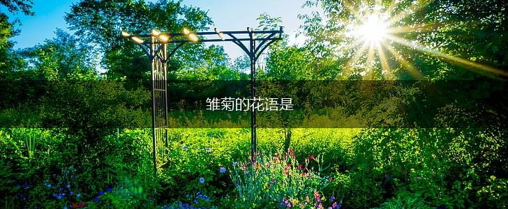 雏菊的花语是,第1张