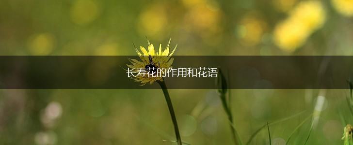 长寿花的作用和花语,第1张
