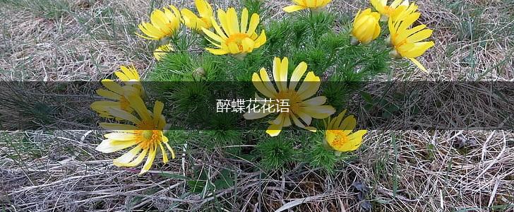 醉蝶花花语,第1张 醉蝶花花语,第1张