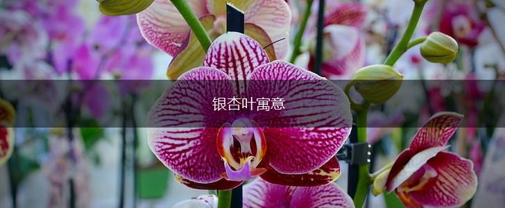 银杏叶寓意,第1张