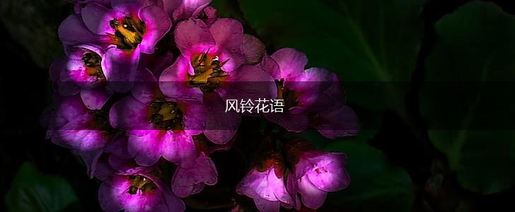 风铃花语,第1张