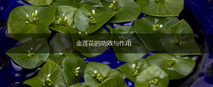 金莲花的功效与作用,第1张