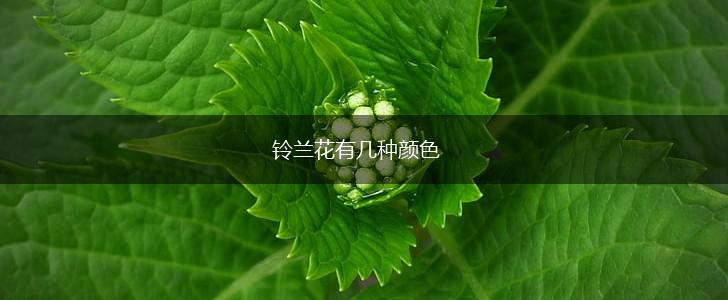 铃兰花有几种颜色,第1张