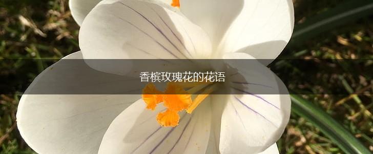香槟玫瑰花的花语,第1张