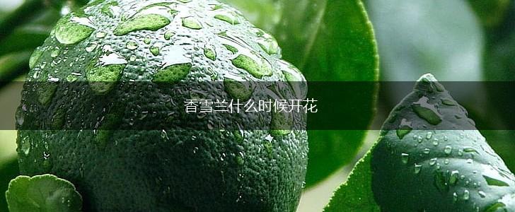 香雪兰什么时候开花,第1张