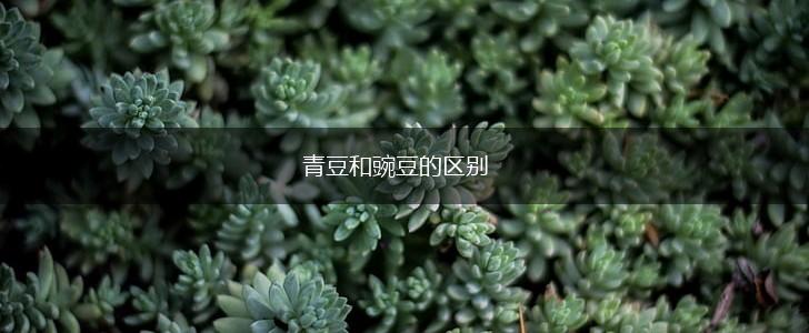 青豆和豌豆的区别,第1张
