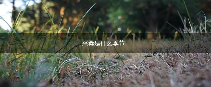 采桑是什么季节,第1张