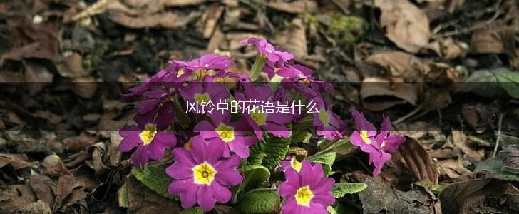风铃草的花语是什么,第1张