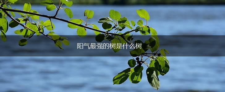 阳气最强的树是什么树,第1张