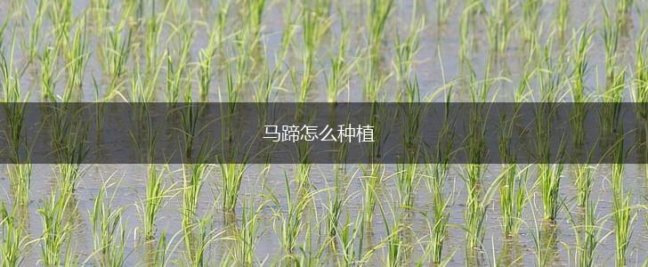 马蹄怎么种植,第1张