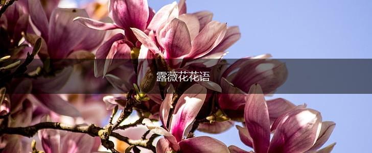 露薇花花语,第1张