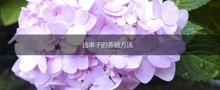 钱串子的养殖方法,第1张