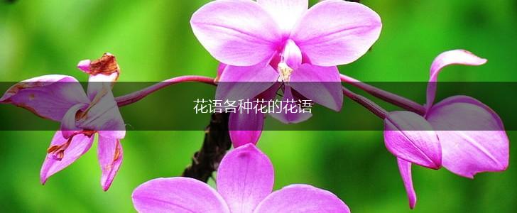 花语各种花的花语,第1张