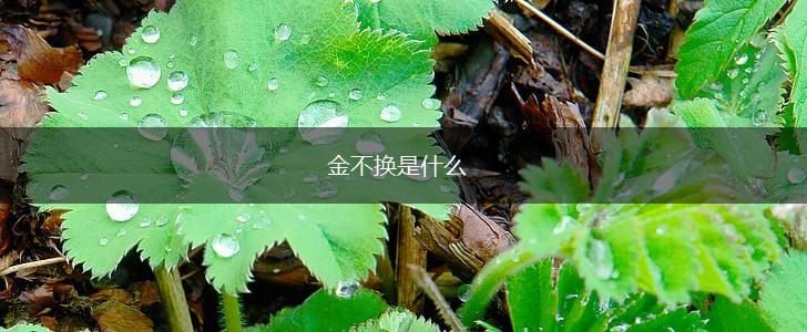 金不换是什么,第1张 金不换是什么,第1张