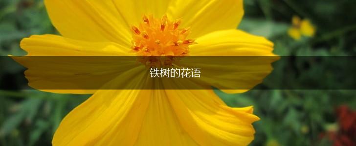 铁树的花语,第1张