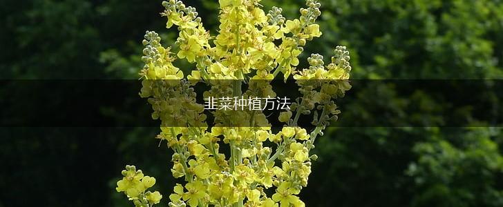 韭菜种植方法,第1张
