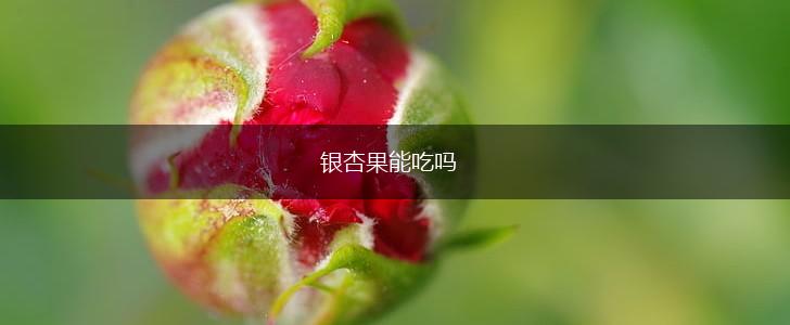银杏果能吃吗,第1张