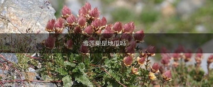 雪莲果是地瓜吗,第1张