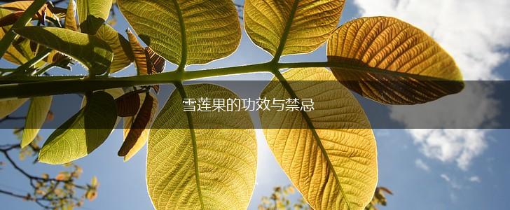 雪莲果的功效与禁忌,第1张