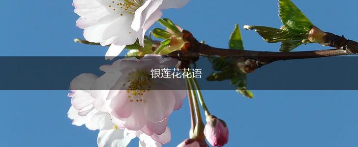 银莲花花语,第1张