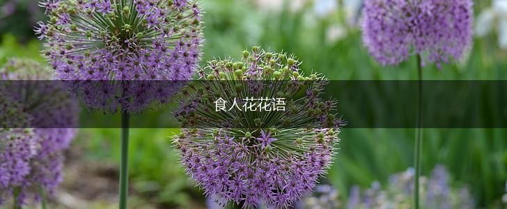 食人花花语,第1张