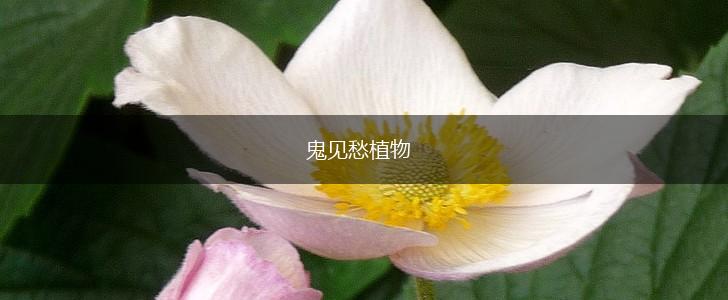 鬼见愁植物,第1张
