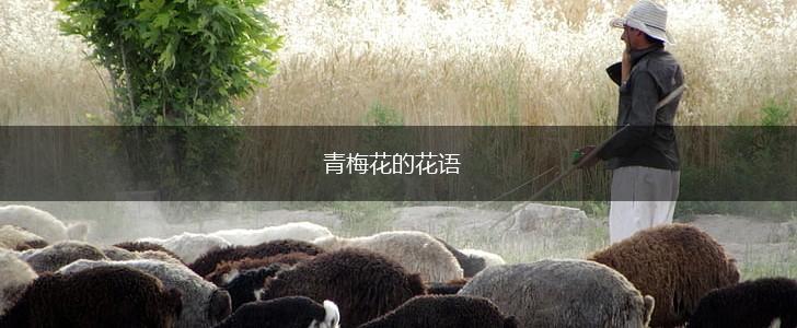 青梅花的花语,第1张