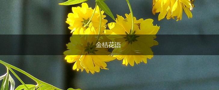 金桔花语,第1张