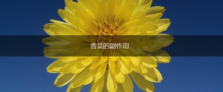 香菜的副作用,第1张