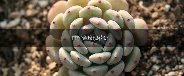 香槟金玫瑰花语,第1张