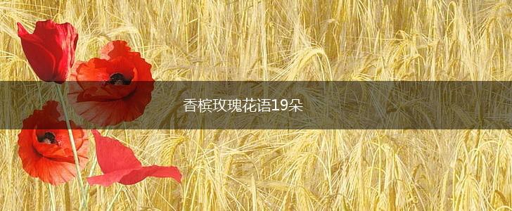 香槟玫瑰花语19朵,第1张