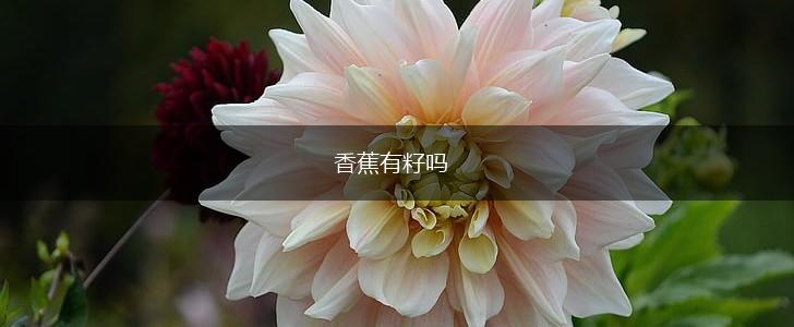 香蕉有籽吗,第1张
