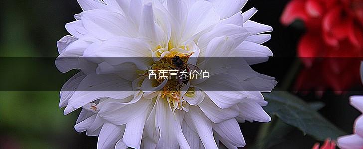 香蕉营养价值,第1张