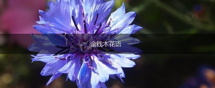 金钱木花语,第1张