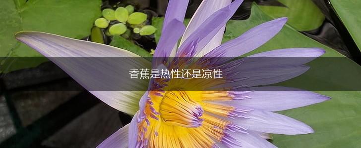 香蕉是热性还是凉性,第1张