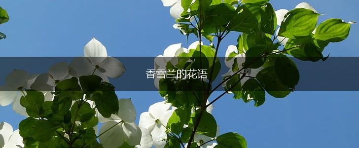 香雪兰的花语,第1张