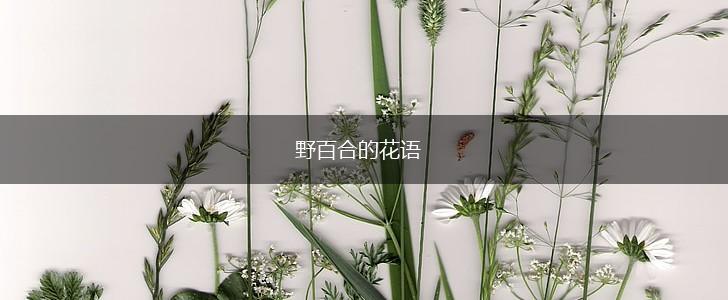 野百合的花语,第1张