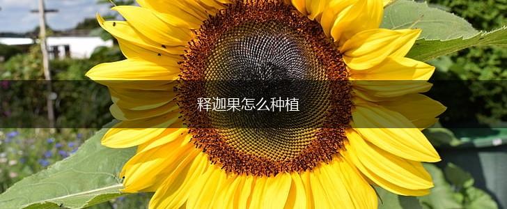 释迦果怎么种植,第1张