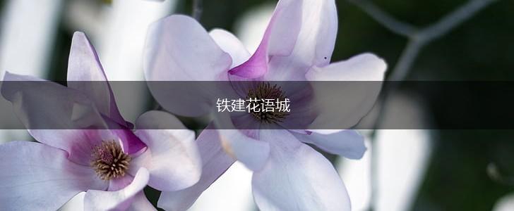 铁建花语城,第1张
