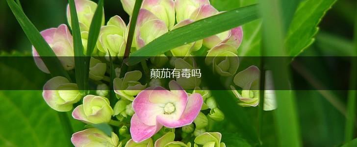 颠茄有毒吗,第1张