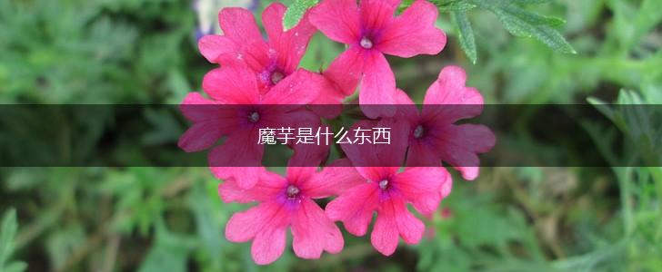 魔芋是什么东西,第1张
