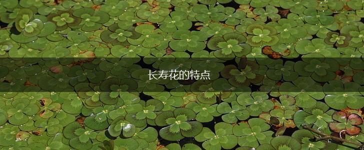 长寿花的特点,第1张