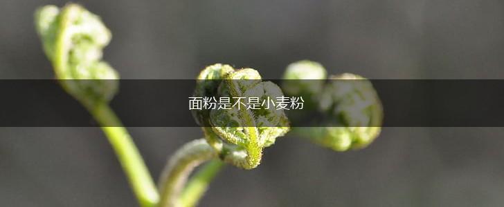 面粉是不是小麦粉,第1张