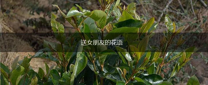 送女朋友的花语,第1张