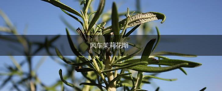 风车茉莉花期,第1张