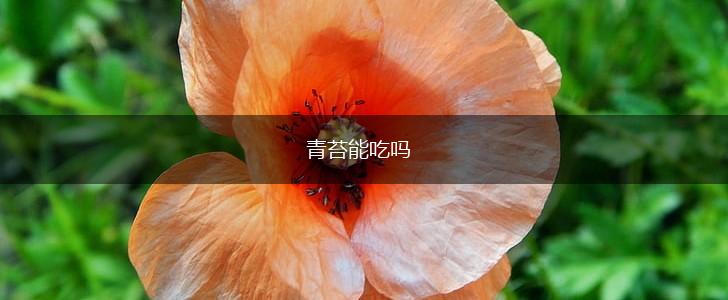 青苔能吃吗,第1张
