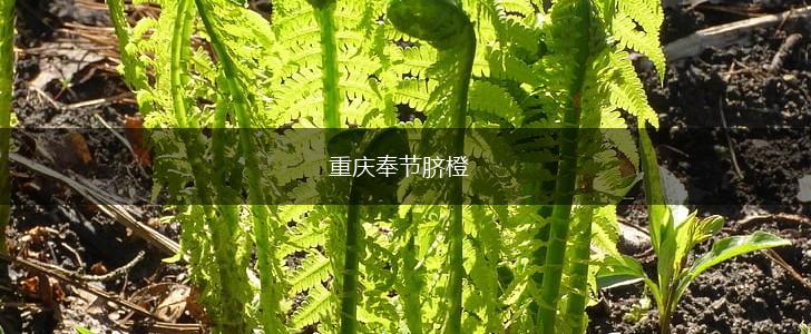 重庆奉节脐橙,第1张