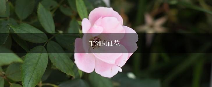 非洲凤仙花,第1张