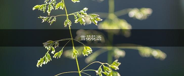 雪花花语,第1张