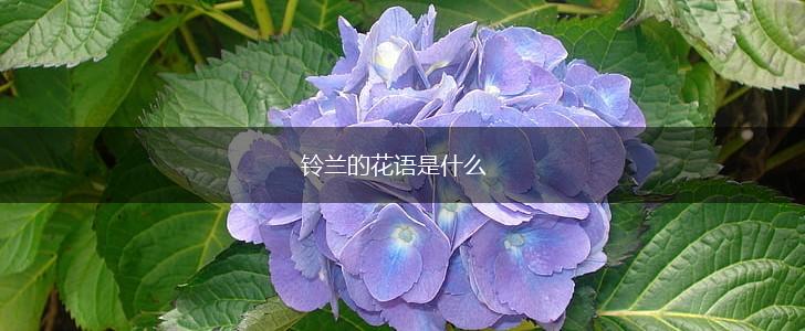 铃兰的花语是什么,第1张